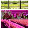 USB Növénynevelő LED modul, 4W, 42 LED , 30 cm , piros/kék fény , időzíthető , dimmelhető , LEDISSIMO GROW - Image 6