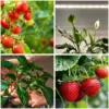 LED grow lamp LED GROWLY 15W Kobi Design